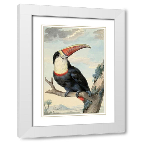 Red-billed Toucan, c. 1748 White Modern Wood Framed Art Print with Double Matting by Schouman, Aert