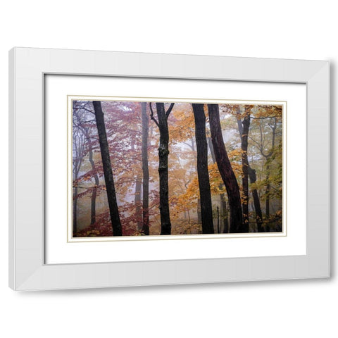 October Trees White Modern Wood Framed Art Print with Double Matting by Sinclair, Kelly