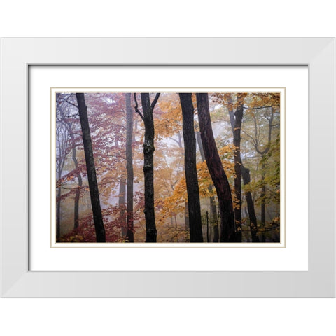 October Trees White Modern Wood Framed Art Print with Double Matting by Sinclair, Kelly