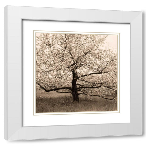 Apple Tree in Bloom White Modern Wood Framed Art Print with Double Matting by Triebert, Christine