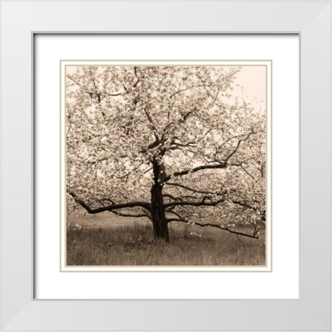 Apple Tree in Bloom White Modern Wood Framed Art Print with Double Matting by Triebert, Christine