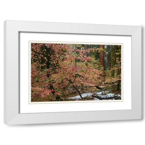 Dogwoods and Sequoia White Modern Wood Framed Art Print with Double Matting by Thomas, Alain
