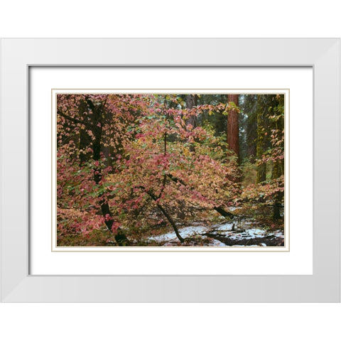 Dogwoods and Sequoia White Modern Wood Framed Art Print with Double Matting by Thomas, Alain