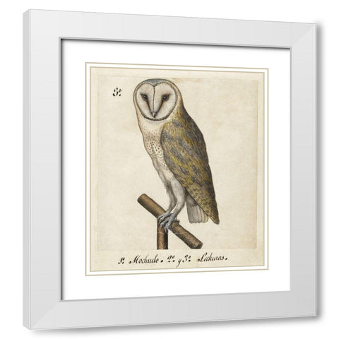 Barn Owl, 1560-1585 White Modern Wood Framed Art Print with Double Matting by Unknown