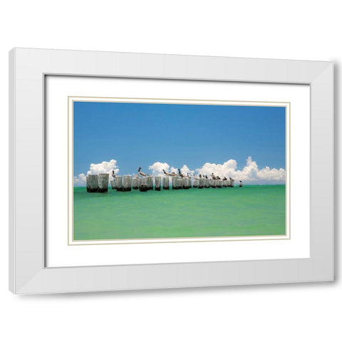 Gull Conference White Modern Wood Framed Art Print with Double Matting by Varona, Verne