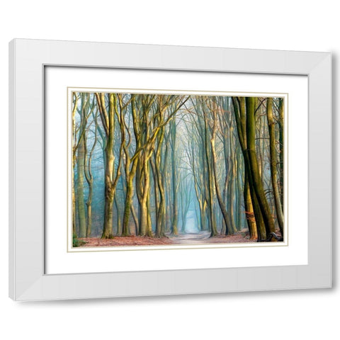 Light and Trees White Modern Wood Framed Art Print with Double Matting by Van de Goor, Lars