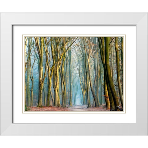 Light and Trees White Modern Wood Framed Art Print with Double Matting by Van de Goor, Lars