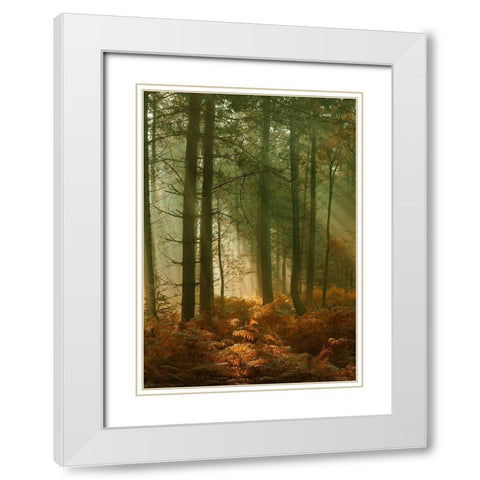 Wyre Forest 3 White Modern Wood Framed Art Print with Double Matting by Winstanley, Ian