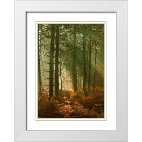 Wyre Forest 3 White Modern Wood Framed Art Print with Double Matting by Winstanley, Ian