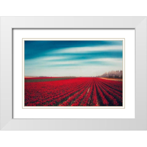 Tulips White Modern Wood Framed Art Print with Double Matting by Wuestenhagen, Dirk