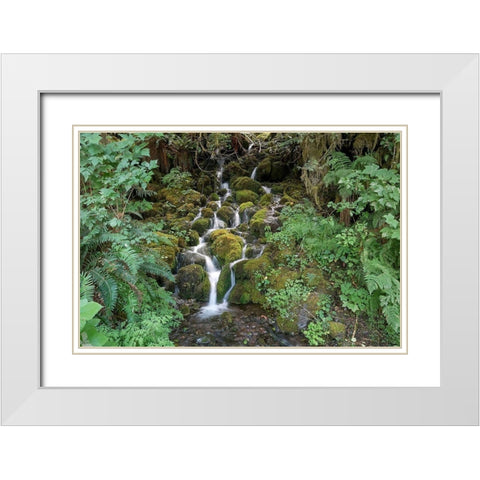 Fern Waterfall White Modern Wood Framed Art Print with Double Matting by White, Lynda