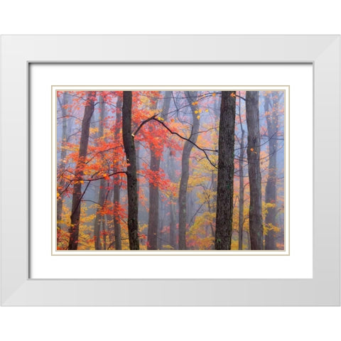 Fire in the Fog White Modern Wood Framed Art Print with Double Matting by Zephyr, Patrick