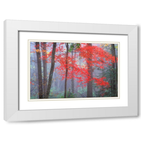 Splash of Red White Modern Wood Framed Art Print with Double Matting by Zephyr, Patrick