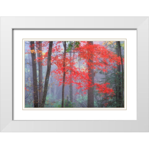 Splash of Red White Modern Wood Framed Art Print with Double Matting by Zephyr, Patrick