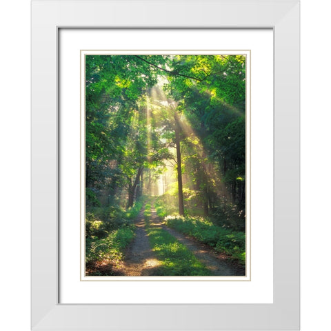 Forest Sunshine White Modern Wood Framed Art Print with Double Matting by Zephyr, Patrick
