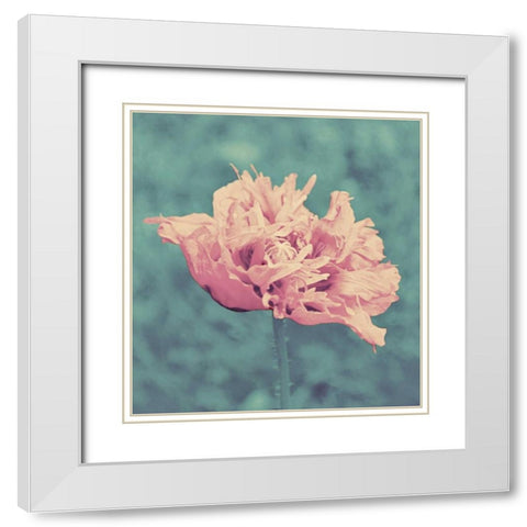 Beautiful Pink White Modern Wood Framed Art Print with Double Matting by Peck, Gail