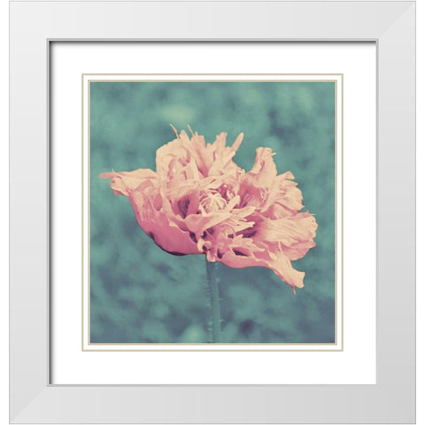 Beautiful Pink White Modern Wood Framed Art Print with Double Matting by Peck, Gail