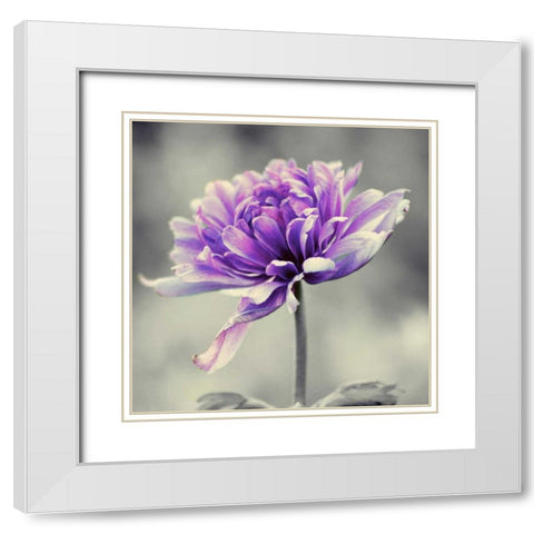 Gorgeous Purple White Modern Wood Framed Art Print with Double Matting by Peck, Gail