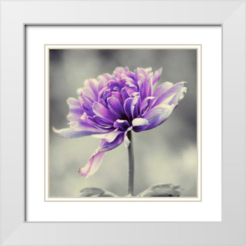 Gorgeous Purple White Modern Wood Framed Art Print with Double Matting by Peck, Gail