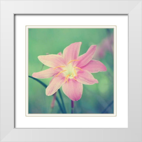 Alone in the Field White Modern Wood Framed Art Print with Double Matting by Peck, Gail