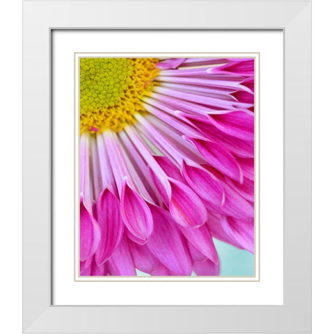 Fuschia Bloom White Modern Wood Framed Art Print with Double Matting by Peck, Gail