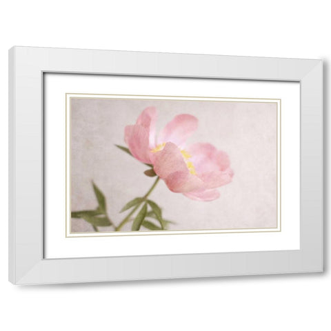 Soft Petals White Modern Wood Framed Art Print with Double Matting by Gardner, Sarah