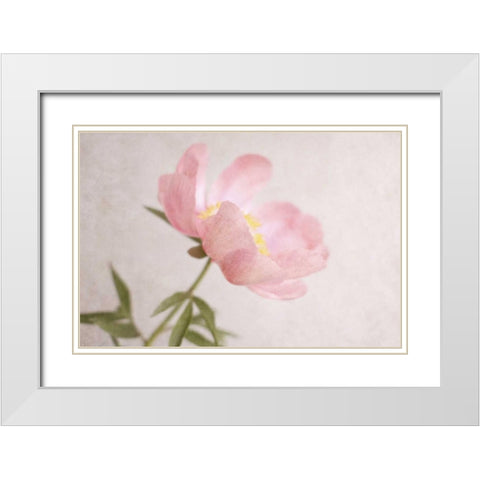 Soft Petals White Modern Wood Framed Art Print with Double Matting by Gardner, Sarah