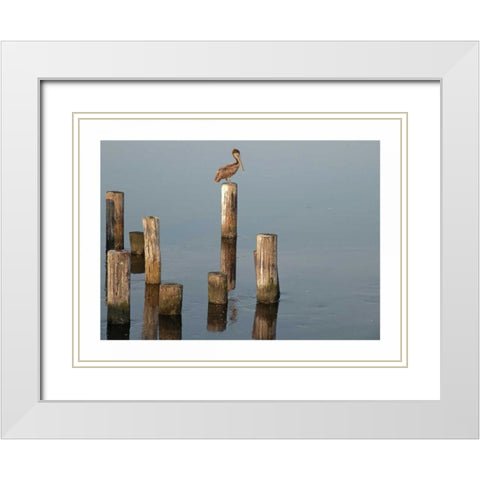 Pelican I White Modern Wood Framed Art Print with Double Matting by Nawrocke, Bruce