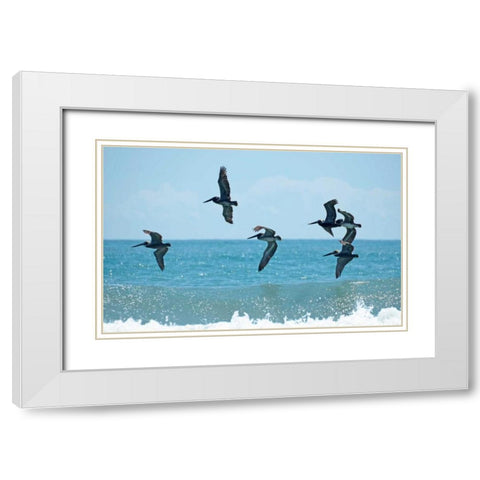 Pelican II White Modern Wood Framed Art Print with Double Matting by Nawrocke, Bruce