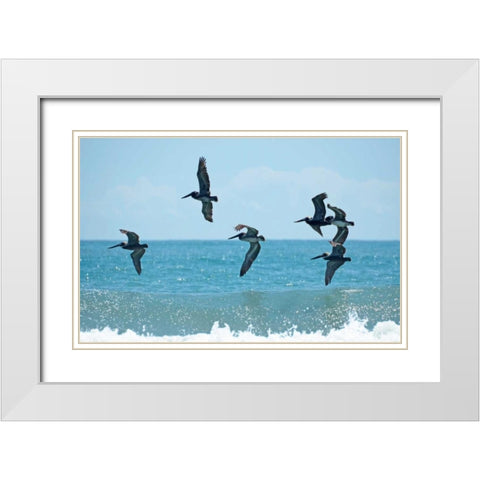 Pelican II White Modern Wood Framed Art Print with Double Matting by Nawrocke, Bruce