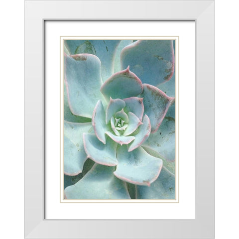 Teal Succulent Vertical White Modern Wood Framed Art Print with Double Matting by Bryant, Susan