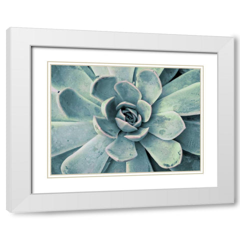 Teal Succulent White Modern Wood Framed Art Print with Double Matting by Bryant, Susan