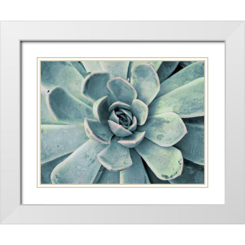 Teal Succulent White Modern Wood Framed Art Print with Double Matting by Bryant, Susan