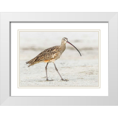 Long Billed Curlew White Modern Wood Framed Art Print with Double Matting by Lake, Shelley