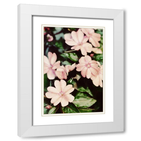 Filter Flowers II White Modern Wood Framed Art Print with Double Matting by Peck, Gail