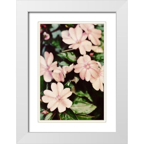 Filter Flowers II White Modern Wood Framed Art Print with Double Matting by Peck, Gail
