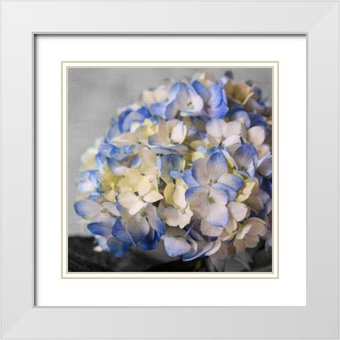 Hydrangeas I White Modern Wood Framed Art Print with Double Matting by Bryant, Susan