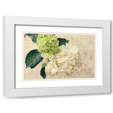 Hydrangeas I White Modern Wood Framed Art Print with Double Matting by Bryant, Susan