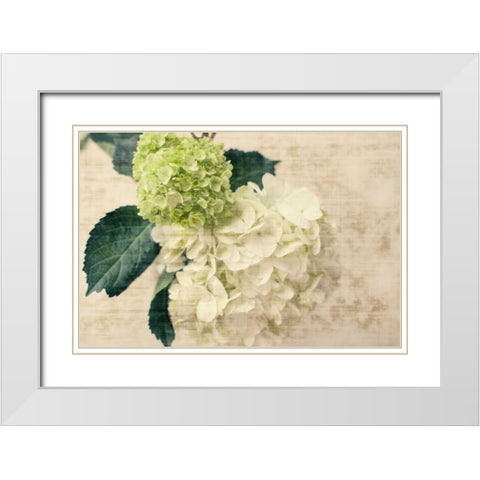 Hydrangeas I White Modern Wood Framed Art Print with Double Matting by Bryant, Susan