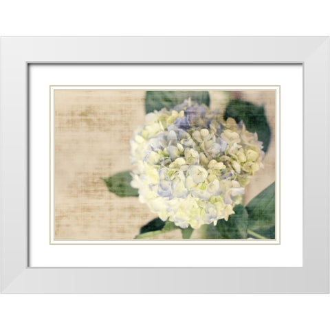 Hydrangeas II White Modern Wood Framed Art Print with Double Matting by Bryant, Susan