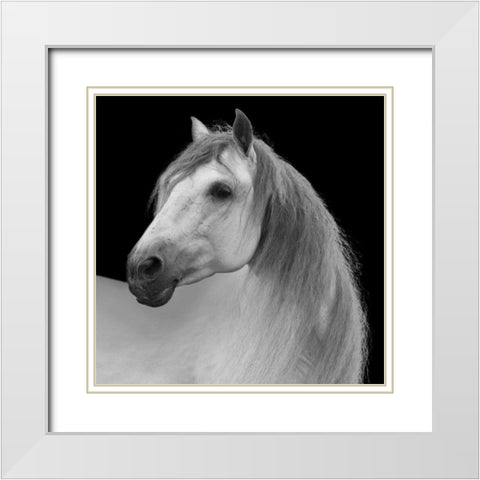 Facing Horse White Modern Wood Framed Art Print with Double Matting by Walker, Carol