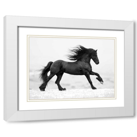Black Horse White Modern Wood Framed Art Print with Double Matting by Walker, Carol