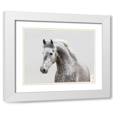 Grey Meadow Horse White Modern Wood Framed Art Print with Double Matting by Walker, Carol