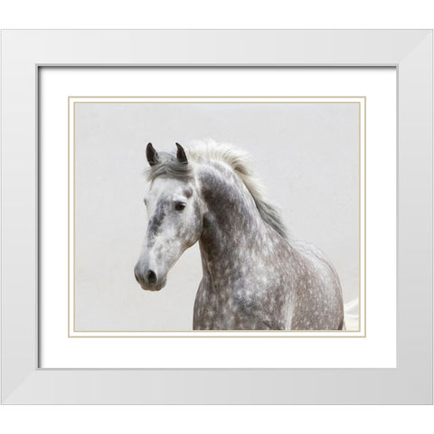 Grey Meadow Horse White Modern Wood Framed Art Print with Double Matting by Walker, Carol