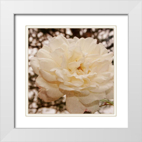 Vintage Rose I White Modern Wood Framed Art Print with Double Matting by Navas, Emily