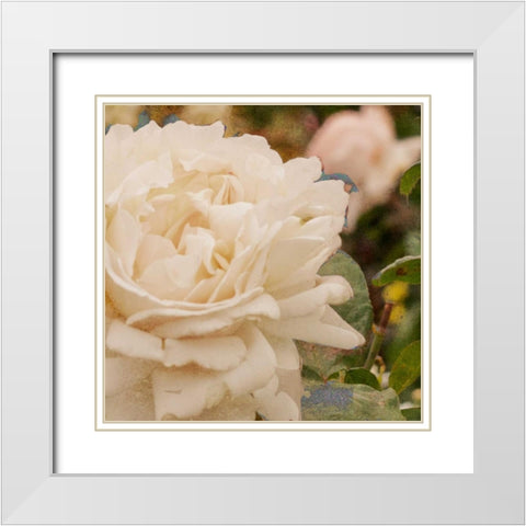 Vintage Rose II White Modern Wood Framed Art Print with Double Matting by Navas, Emily