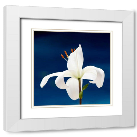Lily On Blue White Modern Wood Framed Art Print with Double Matting by Peck, Gail