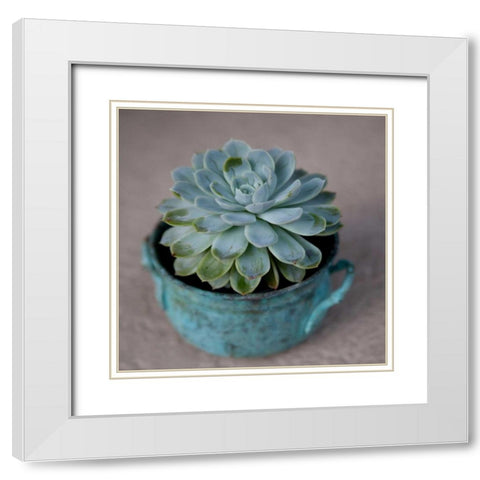 The Little Succulent White Modern Wood Framed Art Print with Double Matting by Bryant, Susan