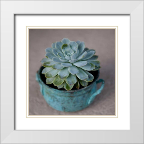 The Little Succulent White Modern Wood Framed Art Print with Double Matting by Bryant, Susan