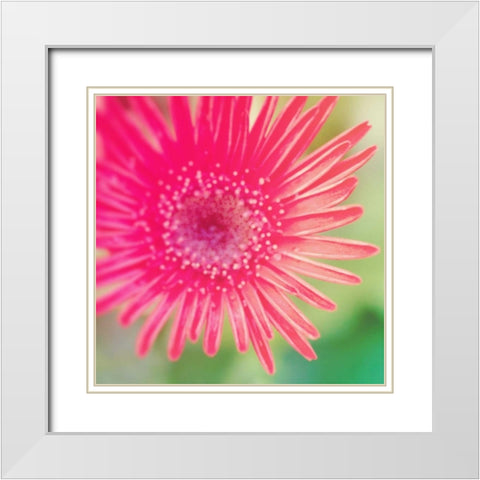 Pink Fun I White Modern Wood Framed Art Print with Double Matting by Bryant, Susan
